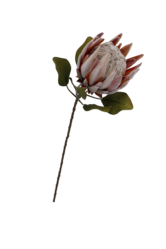 King Protea