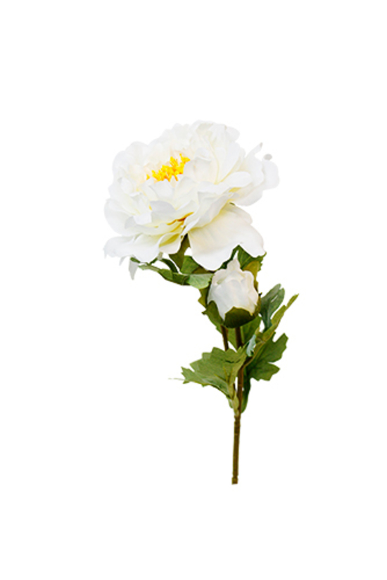 White Sadie Peony