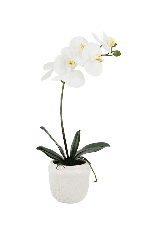 Phalaenopsis w/Ceramic Pot 46cm